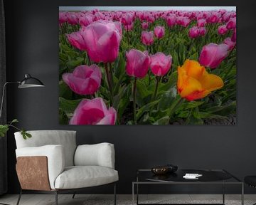 Tulpenveld by Moetwil en van Dijk - Fotografie