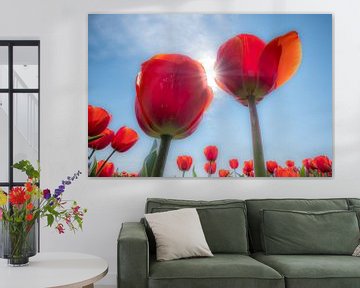 Rode tulpen von Moetwil en van Dijk - Fotografie