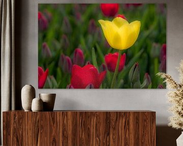 Gele tulp by Moetwil en van Dijk - Fotografie