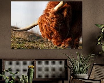 Portrait of Scottish Highland Cattle sur Lars Korzelius