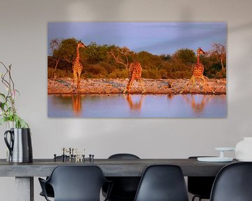 Giraffen im Abendlicht, Namibia von W. Woyke