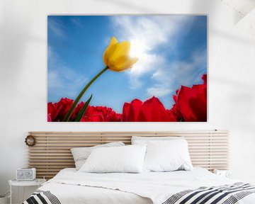 Gele tulp in rood tulpenveld van Moetwil en van Dijk - Fotografie