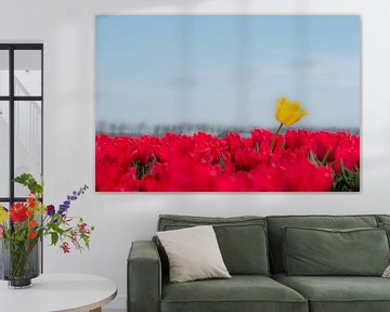 Gele tulp boven rood tulpenveld von Moetwil en van Dijk - Fotografie