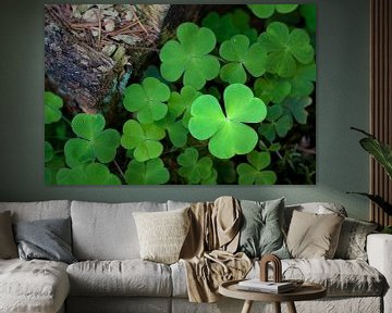 Clovers by Halma Fotografie