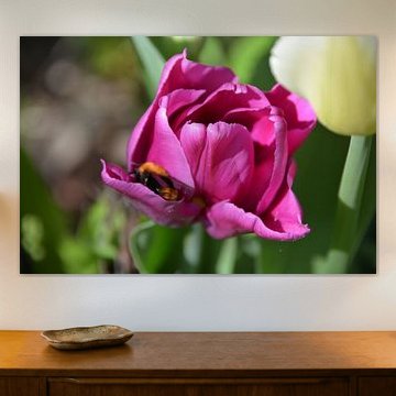 Hommel op zoek naar stuifmeel in roze tulp by Mirjam Rood-Bookelman