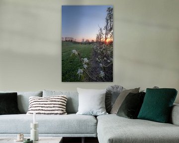 Bloesem met molen De Vlinder in de Betuwe