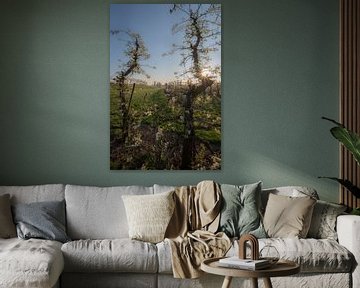 Bloesem fruitboom en molen 05 sur Moetwil en van Dijk - Fotografie