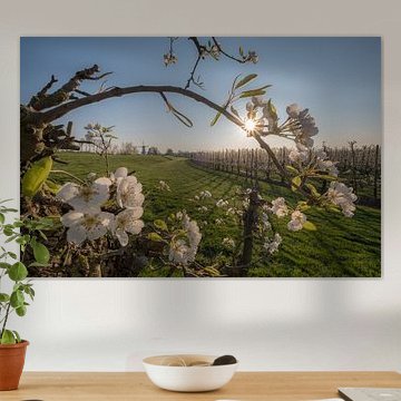 Mahlen Sie den Schmetterling, die Perle der Betuwe, zwischen den Blüten von Moetwil en van Dijk - Fotografie