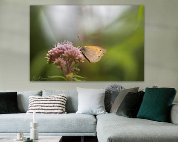 vlinder op bloem von eric brouwer