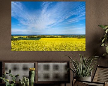 Canola fields on the Baltic Sea coast in Kuehlungsborn, Germany sur Rico Ködder