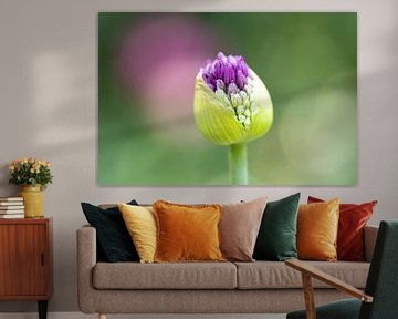 Sierui Allium bloem in knop - Keukenhof von Lindy Hageman