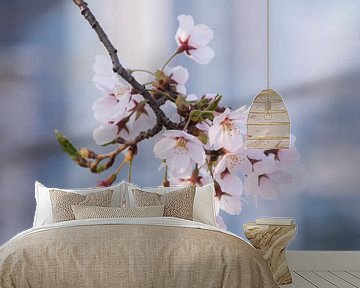 Koreaanse kersenbloesem in bloei van Tristan Lavender