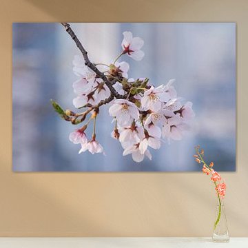 Cherry blossom in South Korea by Tristan Lavender