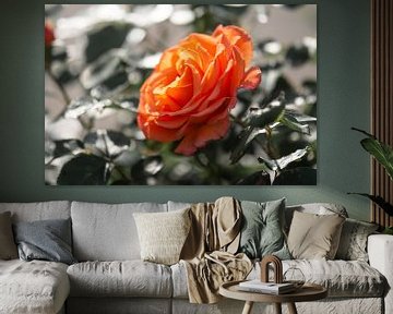 orange Rose von Tania Perneel