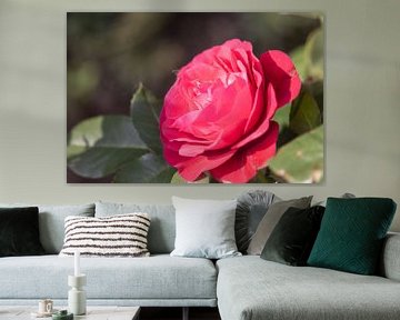 rosa Rose von Tania Perneel