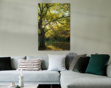 Oude notenboom met herfstkleuren van Moetwil en van Dijk - Fotografie