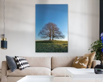 Twee bomen of 1 boom? von Moetwil en van Dijk - Fotografie