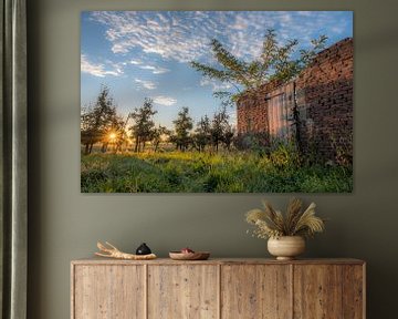 Remise (ruine) périmée dans un verger sur Moetwil en van Dijk - Fotografie