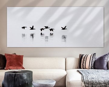 Eider ducks - Iceland by Arnold van Wijk
