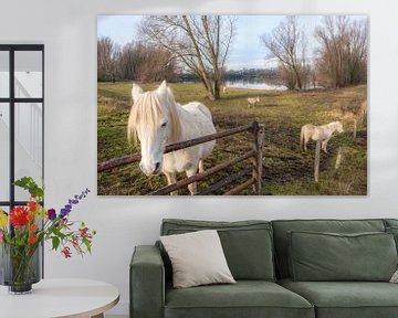 Witte paarden van Moetwil en van Dijk - Fotografie