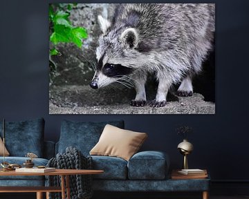 Raccoon