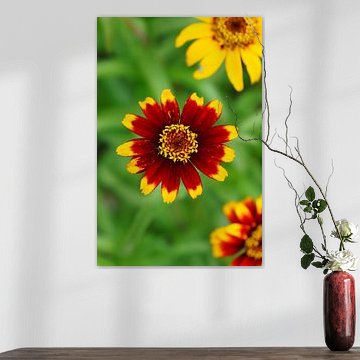 Fleurs rouges et jaunes