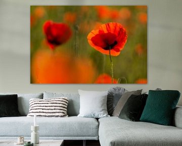 Today is red (poppies in sunlight) by Birgitte Bergman