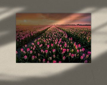 Niederländischen Blumenfelder von Martijn van der Nat