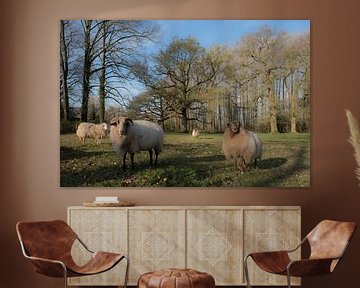 Schapen op Landgoed Soelen von Moetwil en van Dijk - Fotografie