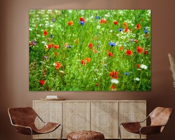 Field with grasses, cornflowers, poppies and daisies