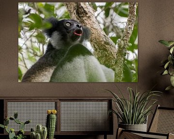 Der singende Indri Indri. von Tim Link