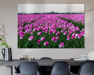 Dutch tulip field by Marc Smits