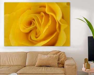 Gelbe Rose von Marc Piersma
