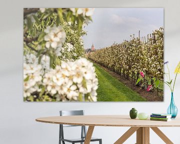 Bloesem in fruitboomgaard van Moetwil en van Dijk - Fotografie