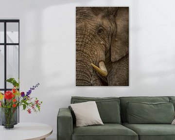 Elephant Bull 