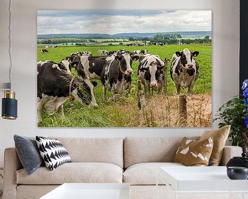 Neugierige Kühe in Süd-Limburg von John Kreukniet