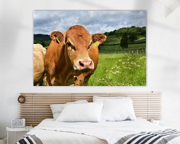 Landleben - Glückliche Rinder van DeVerviers