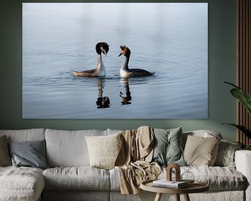 Couple de grèbes huppé sur l'eau sur Samantha van Leeuwen