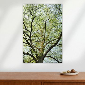 la chaux royale au printemps sur Hanneke Luit