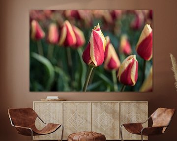 Tulipes bicolores sur Egon Zitter