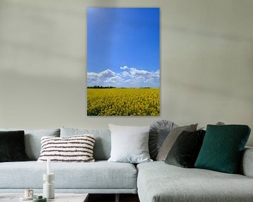 Rape field by Ostsee Bilder