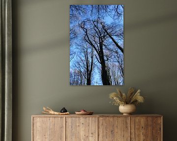 forrest in winter light