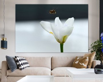 flying bee