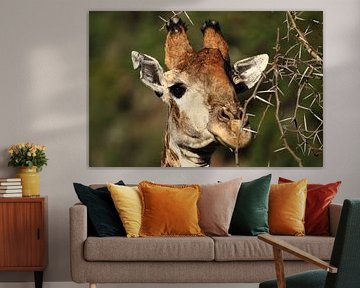 Giraffe