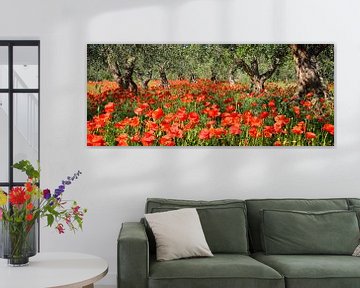 Mohnblumen unter Olivenbäumen im Panorama von iPics Photography