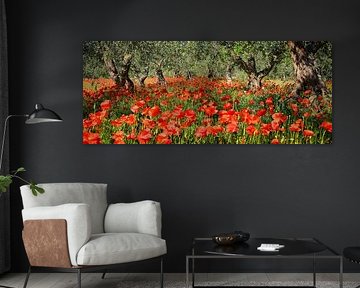 Klaprozen onder oude olijfbomen van iPics Photography