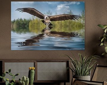 Vulture flies just over the water by Egon Zitter