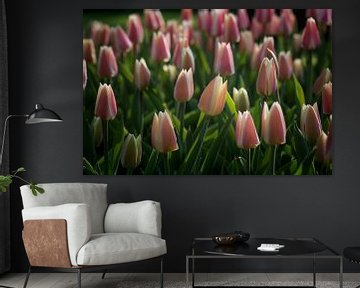 Two-tone tulips pink / white by Egon Zitter