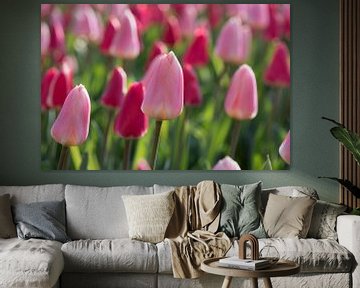 Closeup pink and purple tulips by Egon Zitter