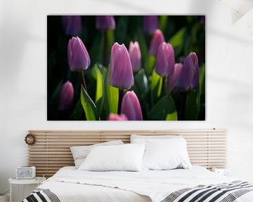 Lilac tulip by Egon Zitter